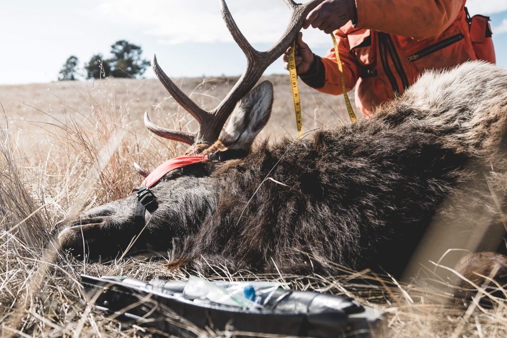 guardian-fund-elk-collaring-nebraska-taking-elk-measurements