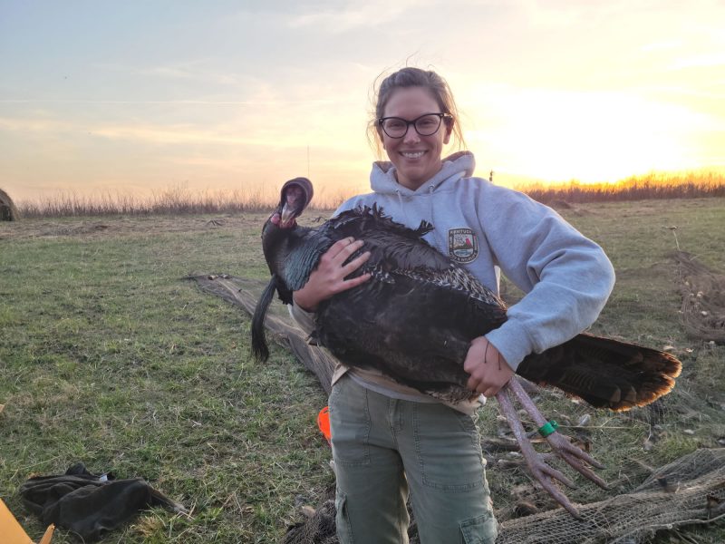 guardian-fund-projects-wild-turkey-banding-ky-abigail-riggs-holding-banded-turkey